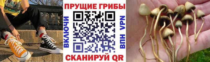 даркнет состав  Тула  Галлюциногенные грибы Psilocybe  сколько стоит  kraken сайт 